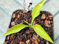 /album/fotogalerie-nabidka/hosta-gosan-hildegarde-20260517-165847-jpg/